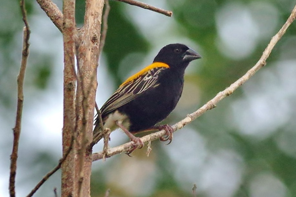 Golden-backed bishop