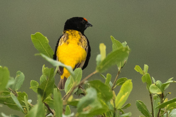 Golden-backed bishop