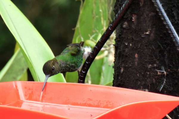 Golden-backed Mountain-tanager