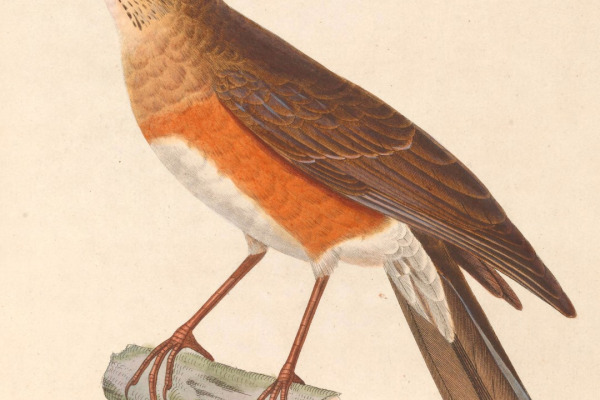 Golden-backed thrush