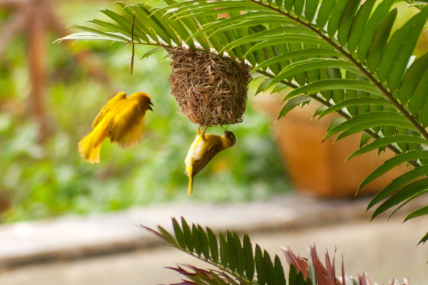 Golden-backed weaver