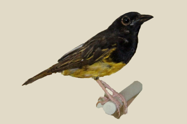 Golden-backed weaver