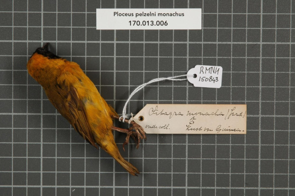 Golden-backed weaver