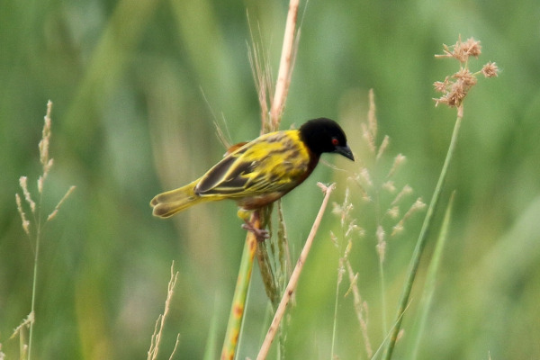 Golden-backed weaver