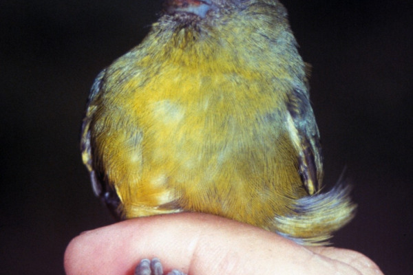 Golden-bellied Euphonia