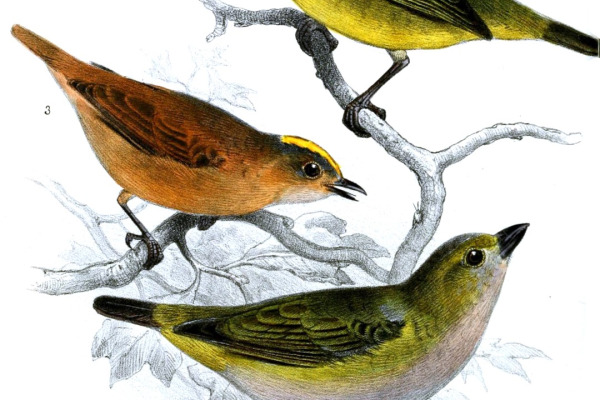 Golden-bellied Euphonia
