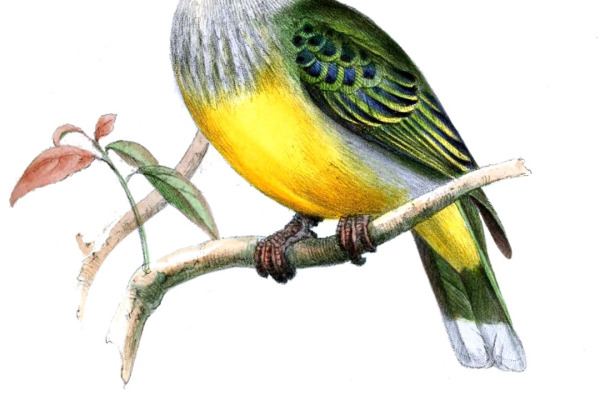 Golden-bellied Fruit Dove