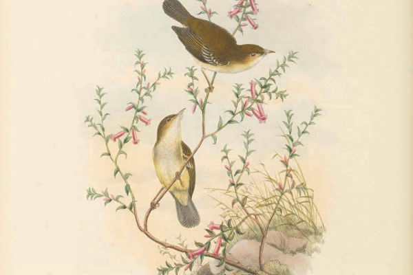 Golden-bellied Gerygone