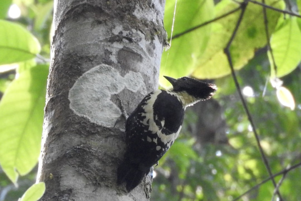 Golden-bellied Gerygone