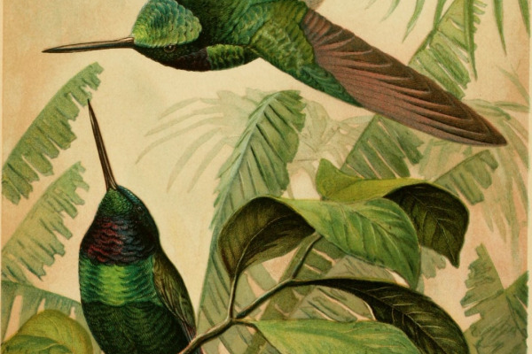 Golden-bellied Starfrontlet
