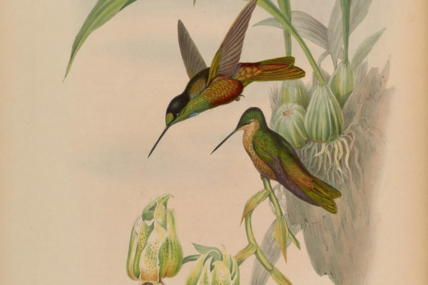 Golden-bellied Starfrontlet