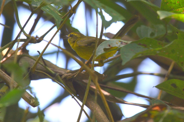 Golden-bellied Warbler
