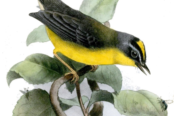 Golden-bellied Warbler