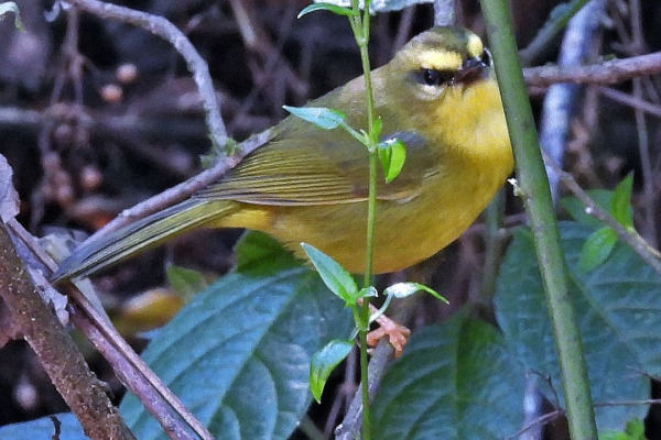 Golden-bellied Warbler