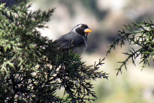 Golden-billed Saltator