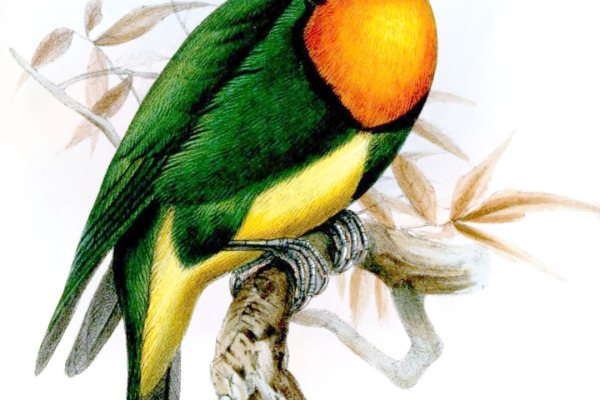 Golden-breasted Fruitcrow