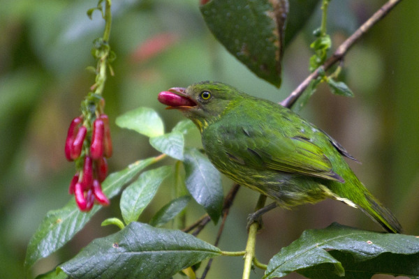 Golden-breasted Fruitcrow