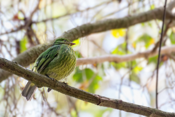 Golden-breasted Fruitcrow