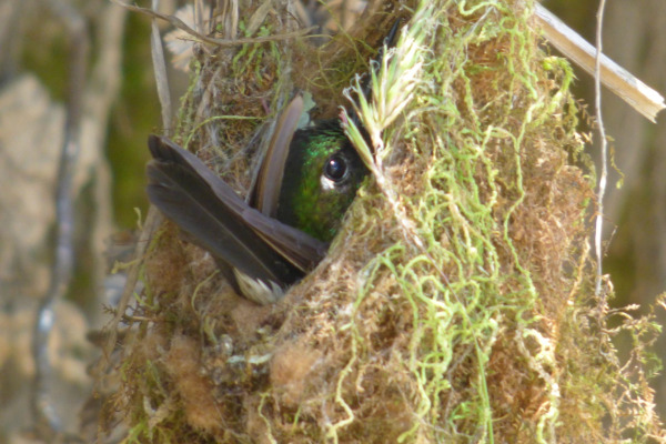 Golden-breasted Puffleg