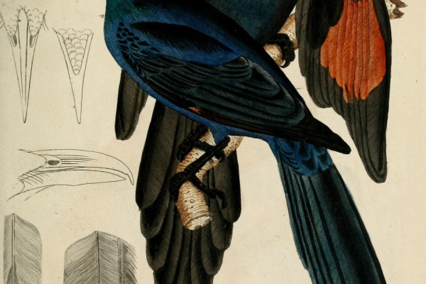 Golden-breasted Starling