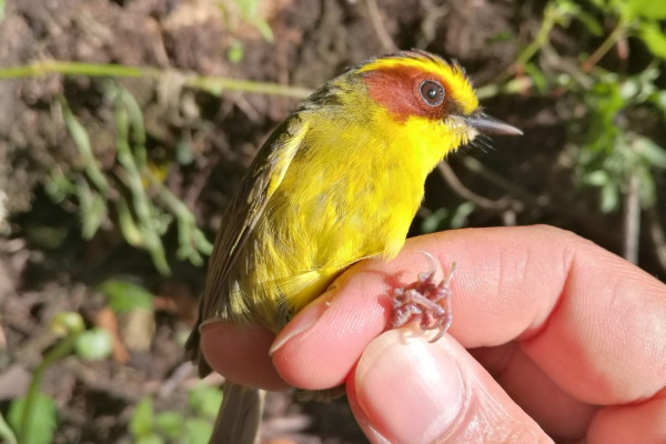 Golden-browed Warbler