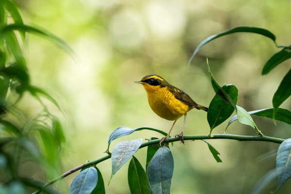 Golden Bush Robin