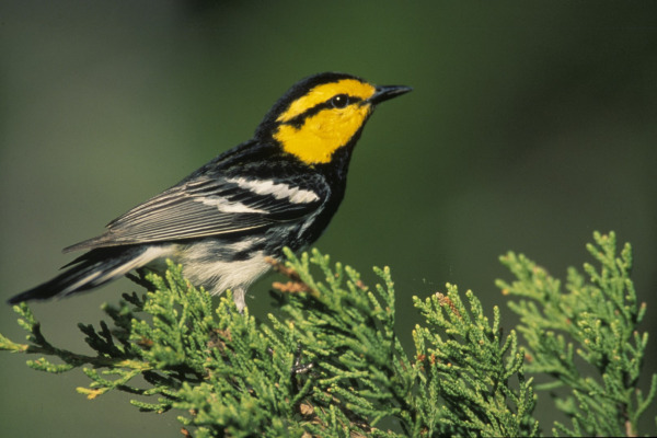 Golden-cheeked Warbler