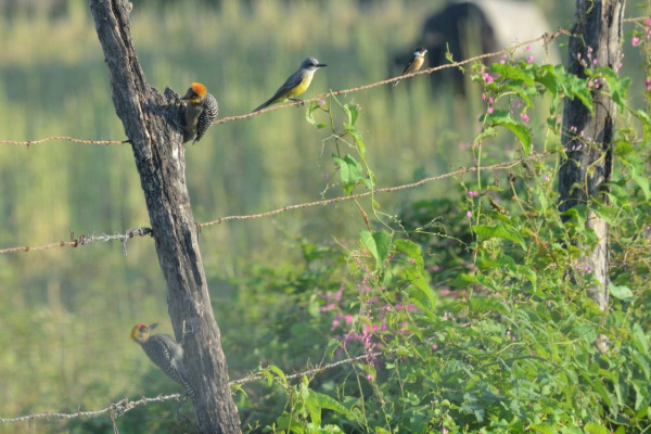 Golden-cheeked Woodpecker