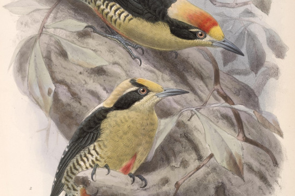 Golden-cheeked Woodpecker