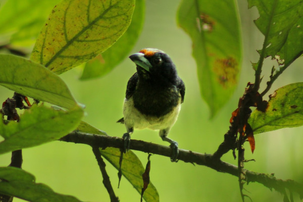 Golden-collared Barbet
