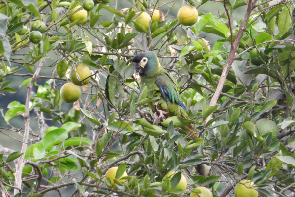 Golden-collared Macaw