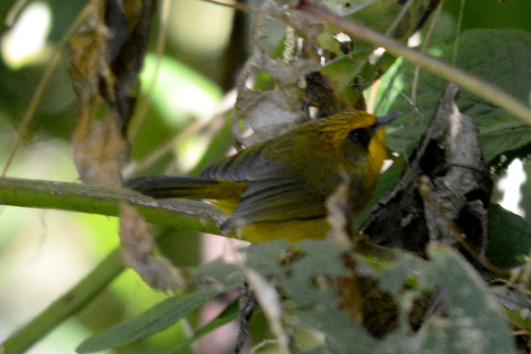 Golden-collared Manakin