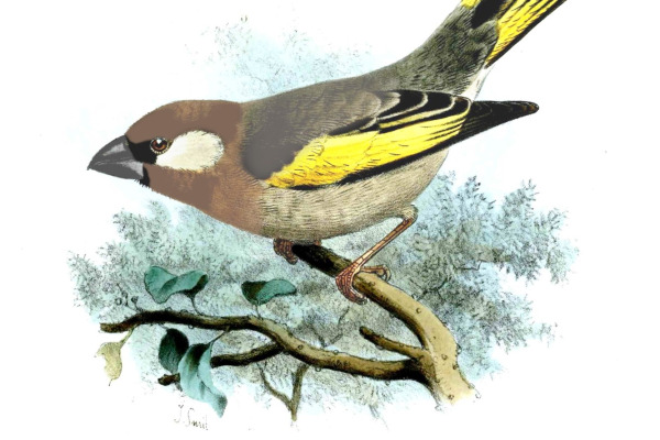 Golden-crowned babbler