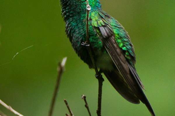 Golden-crowned Emerald