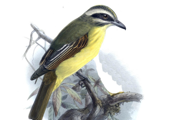 Golden-crowned Flycatcher