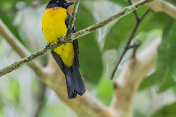 Golden-crowned Manakin