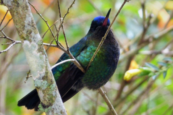 Golden-crowned Manakin