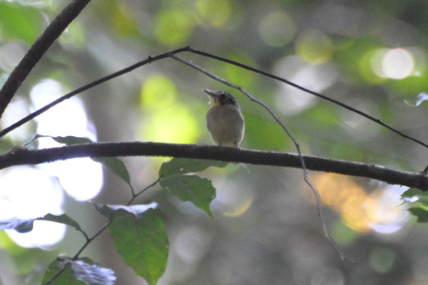 Golden-crowned Spadebill