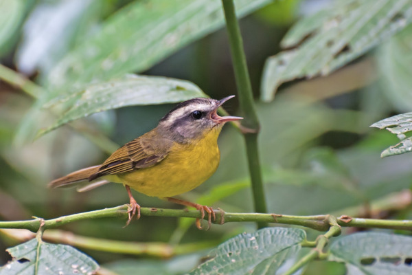 Golden-crowned Warbler