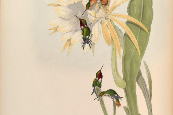 Golden-crowned Woodnymph