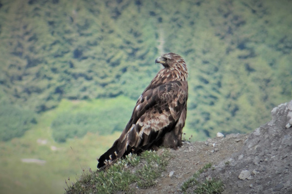 Golden Eagle