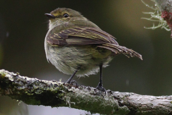 Golden-faced Tyrannulet