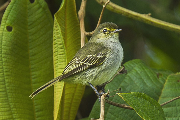 Golden-faced Tyrannulet