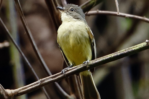 Golden-faced Tyrannulet