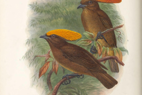 Golden-fronted bowerbird