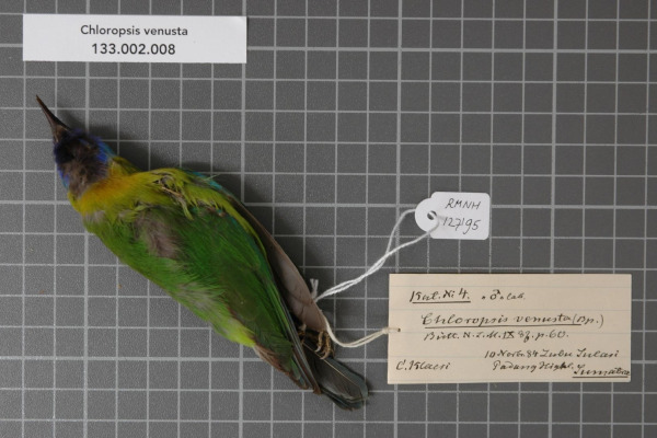 Golden-fronted Leafbird