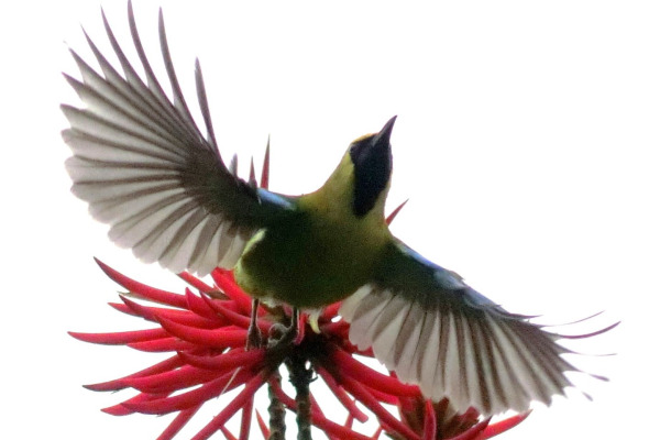Golden-fronted leafbird