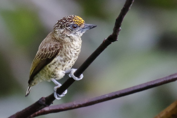 Golden-fronted Piculet