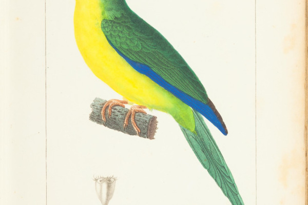 Golden-fronted pseudocolaptes