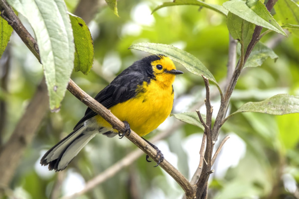 Golden-fronted Redstart